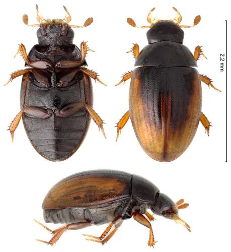 Réf. 366 067 : Cercyon terminatus